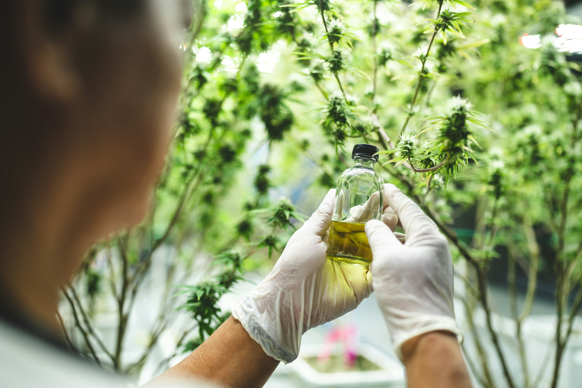 Puffy, la marque de THC qui révolutionne le bien-être